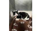 Triton, Domestic Shorthair For Adoption In San Gabriel, California