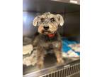 Raysen (she/her), Schnauzer (miniature) For Adoption In Homer Glen, Illinois