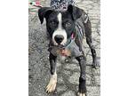 Patches O'malley, American Staffordshire Terrier For Adoption In Clinton