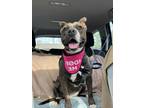 Sheba, American Pit Bull Terrier For Adoption In Hamilton, New Jersey