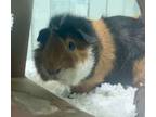 Shmitty, Guinea Pig For Adoption In Twinsburg, Ohio