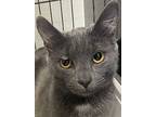 Wally, Domestic Shorthair For Adoption In Southbury, Connecticut