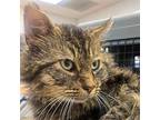 Coleslaw (mcas), Manx For Adoption In Troutdale, Oregon