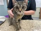 Gia, Domestic Shorthair For Adoption In Maumee, Ohio