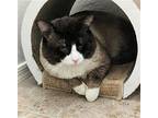 Dagny Delight, Snowshoe For Adoption In Chandler, Arizona