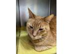 Kacey, Domestic Shorthair For Adoption In Longmont, Colorado