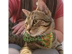 Cesar Romero, Domestic Shorthair For Adoption In Fort Worth, Texas