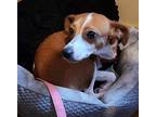Coketa, Rat Terrier For Adoption In Cherry Hill, New Jersey