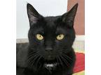 Jerome, Domestic Shorthair For Adoption In Columbus, Ohio