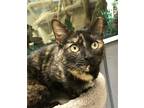 Quail, Domestic Shorthair For Adoption In Columbus, Ohio