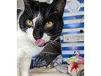 Cookie, Domestic Shorthair For Adoption In Pembroke, Ontario