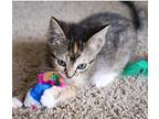 Dazzle, Domestic Shorthair For Adoption In Arlington, Texas