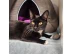 Ribbon, Domestic Shorthair For Adoption In Elmsford, New York