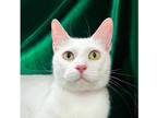 Lily, Domestic Shorthair For Adoption In Phoenix, Arizona