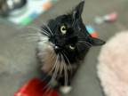 Nena, Domestic Shorthair For Adoption In Phoenix, Arizona