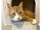 Bunchie, Domestic Shorthair For Adoption In Colorado Springs, Colorado