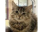 Wicket W Chicken, Domestic Mediumhair For Adoption In Swanzey, New Hampshire