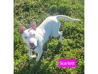 Scarlett, American Pit Bull Terrier For Adoption In Forest Hill, Maryland