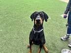 Duke, Doberman Pinscher For Adoption In Oceanside, California