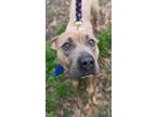 Honey Bun, American Pit Bull Terrier For Adoption In New Orleans, Louisiana