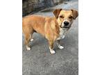 Chase, Terrier (unknown Type, Medium) For Adoption In Bartonsville, Pennsylvania