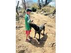 Eugenio, Labrador Retriever For Adoption In Gig Harbor, Washington