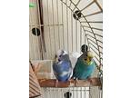 Sake, Budgie For Adoption In Pasco, Washington