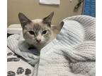 Marble, Domestic Shorthair For Adoption In Oceanside, California