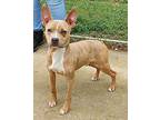 Nugget, Boston Terrier For Adoption In Talladega, Alabama