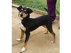 Bailey, Terrier (unknown Type, Medium) For Adoption In Talladega, Alabama
