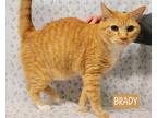 Brady, Domestic Shorthair For Adoption In Lillington, North Carolina