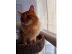 Sandy, Domestic Longhair For Adoption In Lyndonville, Vermont