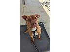 Hulk, American Pit Bull Terrier For Adoption In Lagrange, Indiana