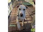 Brody, Labrador Retriever For Adoption In Costa Mesa, California