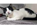 Charlie Checkers, American Shorthair For Adoption In West Palm Beach, Florida