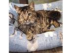 Bobboso, Domestic Longhair For Adoption In Forest Lake, Minnesota