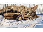 Patty, American Shorthair For Adoption In West Palm Beach, Florida