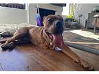 Poppa, American Pit Bull Terrier For Adoption In San Diego, California