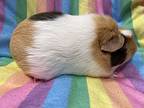 Zuzzlu (bonded To Nastia), Guinea Pig For Adoption In Imperial Beach, California