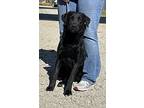 Curly, Flat-coated Retriever For Adoption In Washington, District Of Columbia
