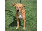 Luca, Labrador Retriever For Adoption In Huntley, Illinois