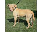 Moki, Labrador Retriever For Adoption In Huntley, Illinois