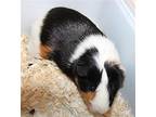 42838 - Bear, Guinea Pig For Adoption In Ellicott City, Maryland