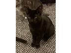 Moe, Domestic Shorthair For Adoption In Devon, Pennsylvania