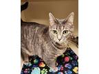 Squeakers, Domestic Shorthair For Adoption In Silverdale, Washington