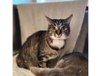 Chloe, Domestic Shorthair For Adoption In Bingham Farms, Michigan