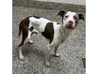 Cliff, American Pit Bull Terrier For Adoption In Sterling Heights, Michigan