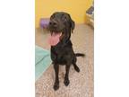 Cadillac, Labrador Retriever For Adoption In Bingham Farms, Michigan