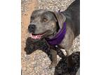 Nyx, American Pit Bull Terrier For Adoption In Rio Rancho, New Mexico