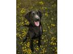 Salem, Labrador Retriever For Adoption In Baton Rouge, Louisiana